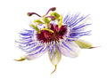 PASSION FLOWER