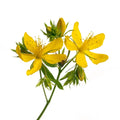 ST. JOHN'S WORT